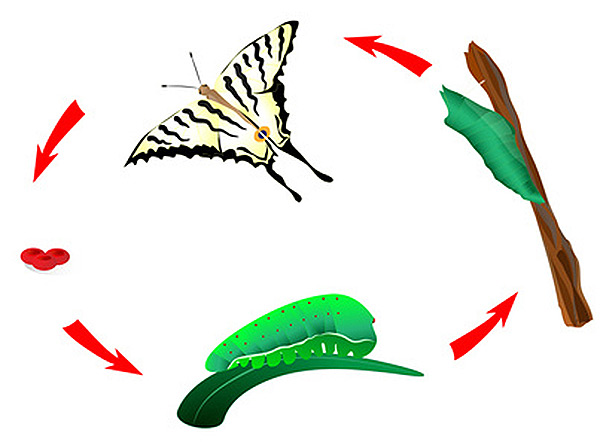 На рисунке изображен жизненный цикл бабочки