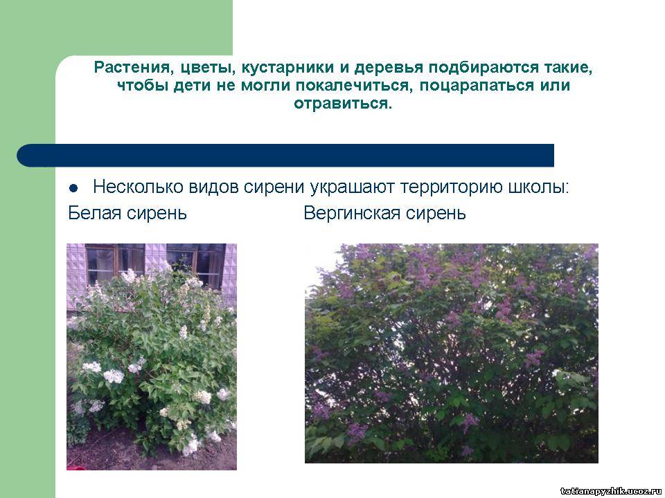 Форма растения кустарник